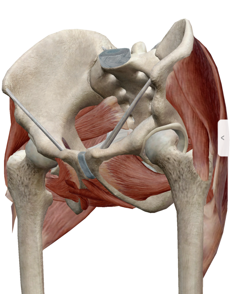 骨盤と骨盤に付着する筋肉