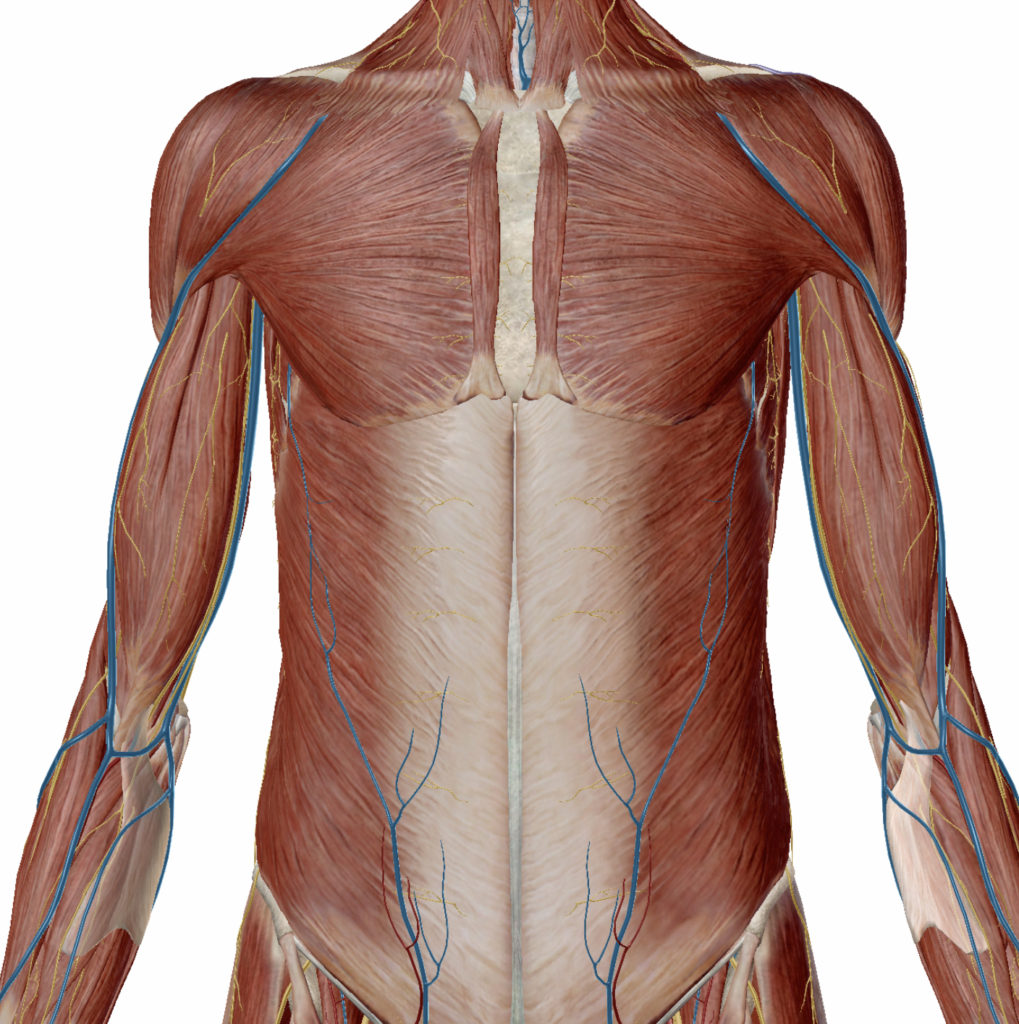 体の前面の筋肉